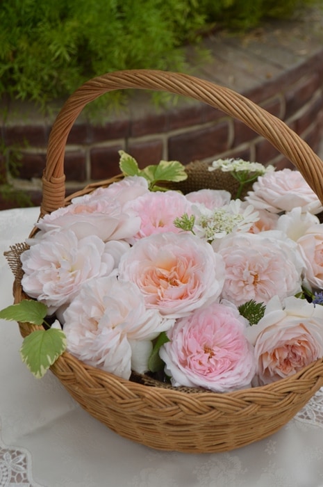 プリンセスパール　カット苗ですが、チョビ根あり　大苗 プリンセス・ヴェール（大苗）7号鉢植え バラ苗 《農林水産省 登録品種