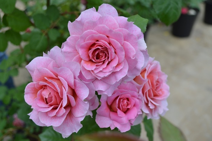 アイスフォーゲル（大苗予約）7号鉢植え 返り咲き つるバラ バラ苗