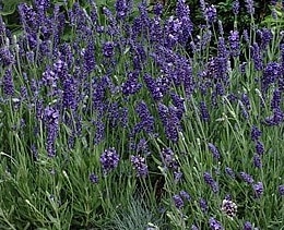 パープル　ラベンダー ラベンダー・エレガンスパープル（イングリッシュ系） ハーブ苗