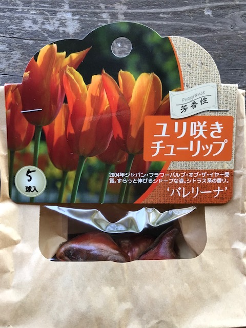 チューリップ バレリーナ ユリ咲き 秋植え球根 5球入り オレンジ花 球根 プレミアムチューリップ バラとハーブの専門ショップ 大神 おおが ファーム