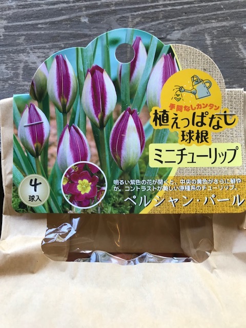 ミニチューリップ ペルシャン パール 秋植え球根 4球入り 球根 プレミアムチューリップ バラとハーブの専門ショップ 大神 おおが ファーム