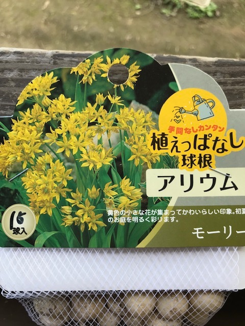 アリウム モーリー 秋植え球根 15球入り 黄色 球根 小球根 バラとハーブの専門ショップ 大神 おおが ファーム