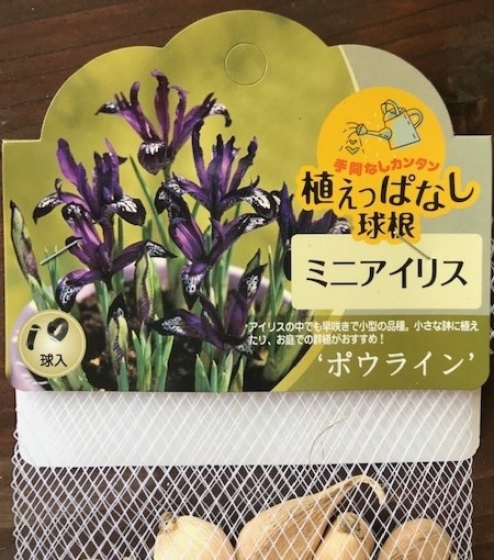 ミニアイリス ポウライン 秋植え球根 10球入り 球根 小球根 バラとハーブの専門ショップ 大神 おおが ファーム ミニアイリス ポウライン 秋植え球根 10球入り 球根 小球根 バラとハーブの専門ショップ 大神 おおが ファーム