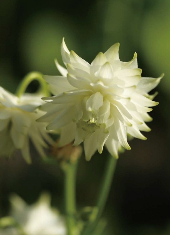 西洋オダマキ ホワイトバロー 宿根草 ガーデニング用 宿根草 バラとハーブの専門ショップ 大神 おおが ファーム 西洋オダマキ ホワイトバロー 宿根草 ガーデニング用 宿根草 バラとハーブの専門ショップ 大神 おおが ファーム
