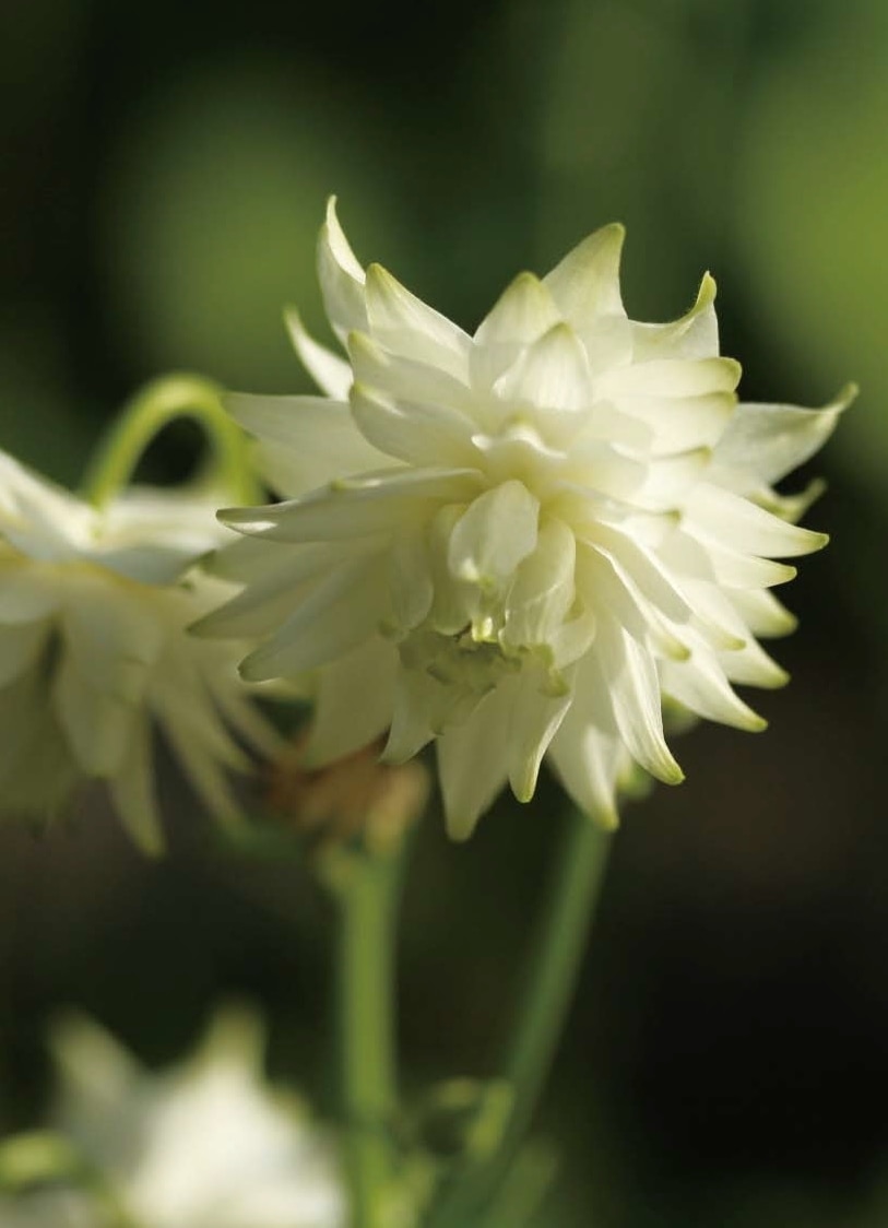 西洋オダマキ・ホワイトバロー　　宿根草　ガーデニング用（10.5cmポット）