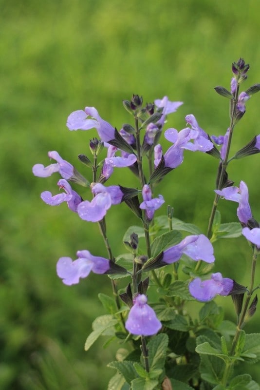 サルビア ソークール パールブルー 宿根草 宿根草 バラとハーブの専門ショップ 大神 おおが ファーム