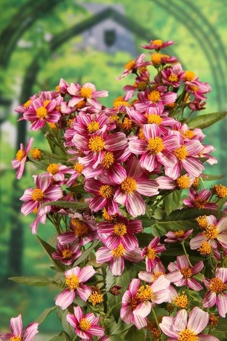 ウインターコスモス・ピンキーキャンディーストライプ 宿根草 | 宿根草