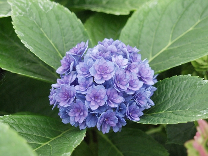 ガーデンハイドランジア（アジサイ）  YOUME&Princessシリーズ　”トゥギャザー”　耐寒性落葉低木　6号鉢