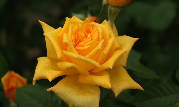 金閣（大苗予約）7号鉢植え バラ苗 四季咲き大輪系