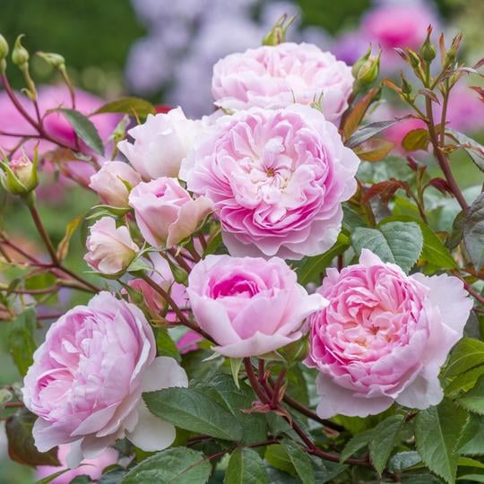 サイラス・マーナー（Ausraveloe）（大苗) 7号鉢植え バラ苗 《農林