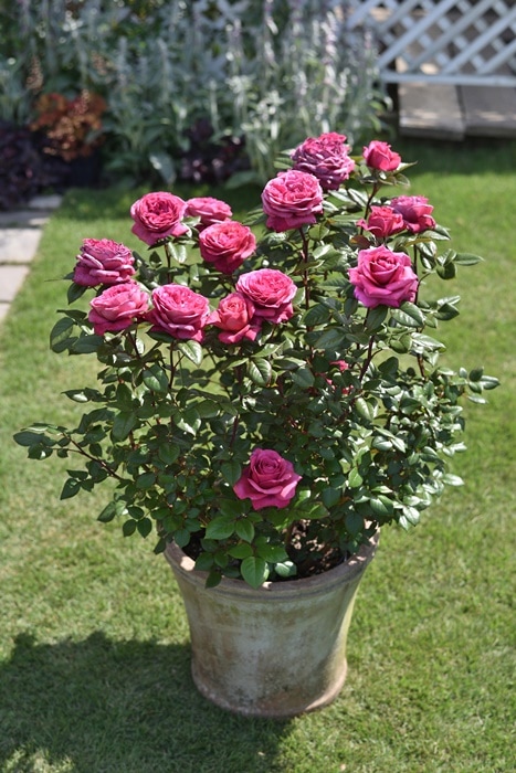 ヴィウー・ローズ（大苗予約）7号鉢植え バラ苗 《農林水産省 登録品種