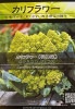 シード：カリフラワー（花椰菜）(ロマネスコ・プレコス)　西洋野菜の種　料理用|シード《ハーブ・西洋野菜の種子》