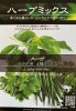 シード：ハーブミックス(サラダ用4種ミックス)　ハーブの種　料理用|シード《ハーブ・西洋野菜の種子》