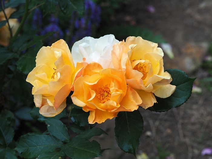 ランウェイ（大苗予約）7号鉢植え バラ苗 《契約品種》 返り咲き