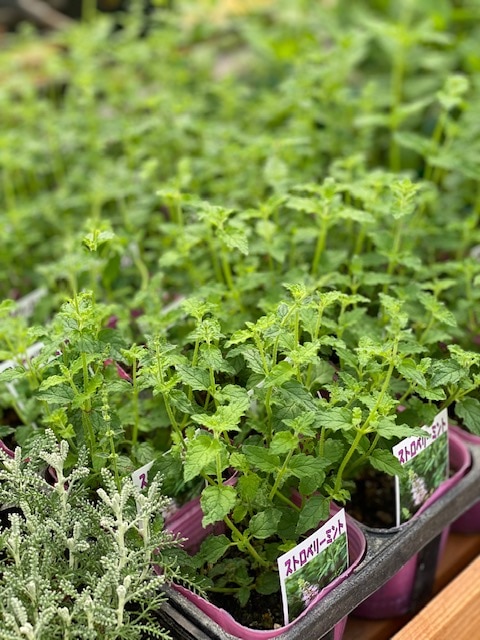 ストロベリーミント ハーブ苗 | ハーブ苗 Herbs,用途別（お料理用