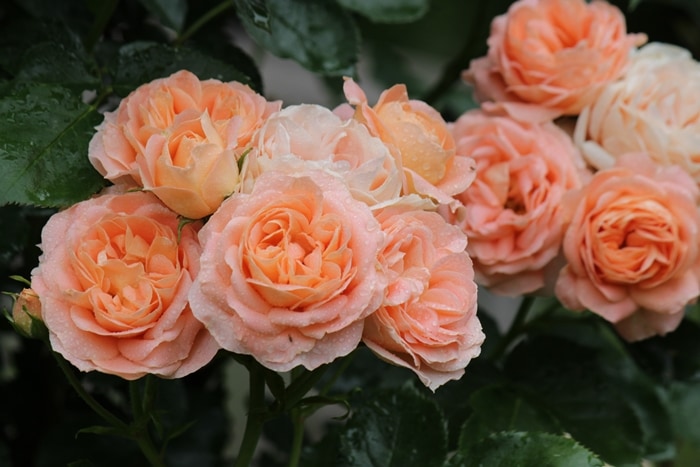 サマー・ドリーム（大苗予約）7号鉢植え バラ苗 返り咲き フライヤーズ