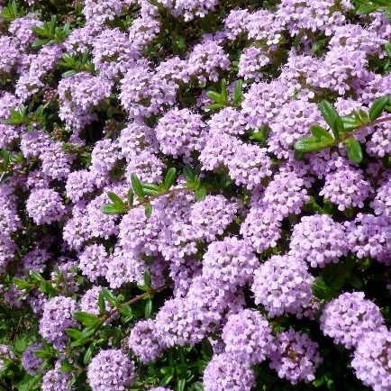 イブキジャコウソウ 宿根草