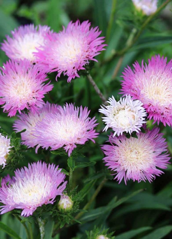 ストケシア ‘ カラーホイール ’　宿根草　コンテナ　花壇　ボーダー　切り花向き　日向向き　ルリギク（10.5cmポット）