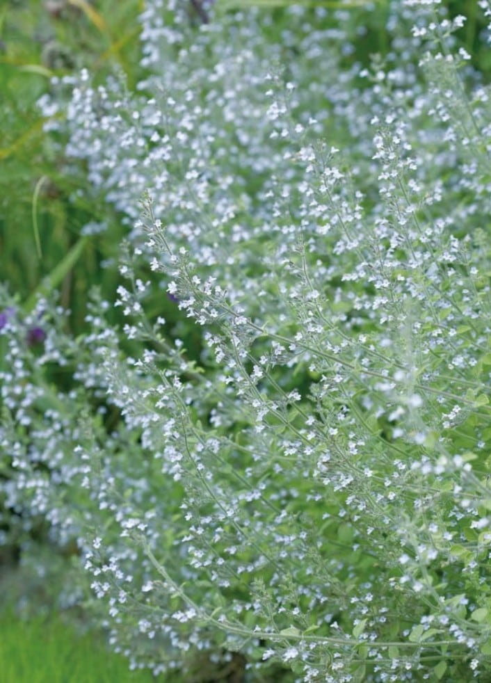カラミンサ ‘ ブルークラウド ’　宿根草　コンテナ　花壇　ボーダー　日向向き（10.5cmポット）