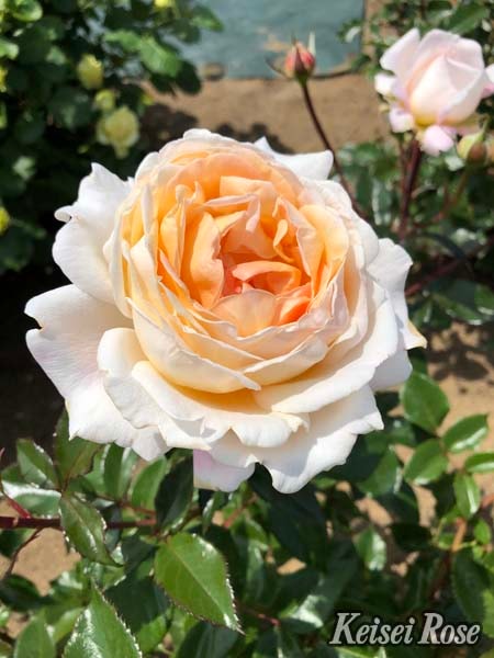 キャラメルアンティーク 楽天市場】キャラメル・アンティーク（大苗予約）7号鉢植え 四季咲き