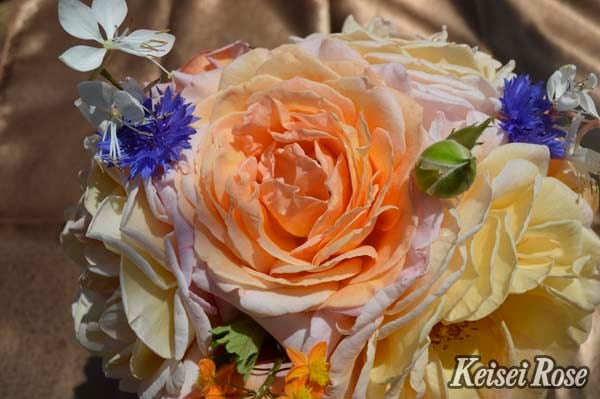 G.D.ルイーズ（大苗予約）7号鉢植え 四季咲き大輪系（ハイブリッド