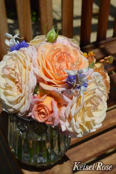 G.D.ルイーズ（大苗予約）7号鉢植え 四季咲き大輪系