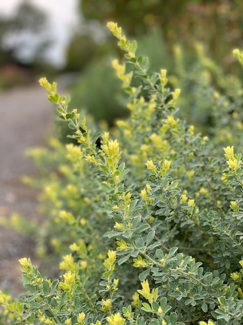 ロータス ‘ ブリムストーン’　宿根草　コンテナ　花壇　ボーダー　日向向き