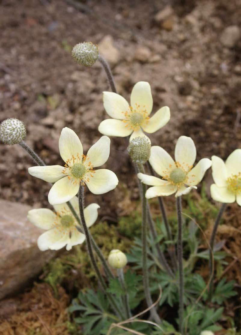 アネモネ・パルマータ　宿根草