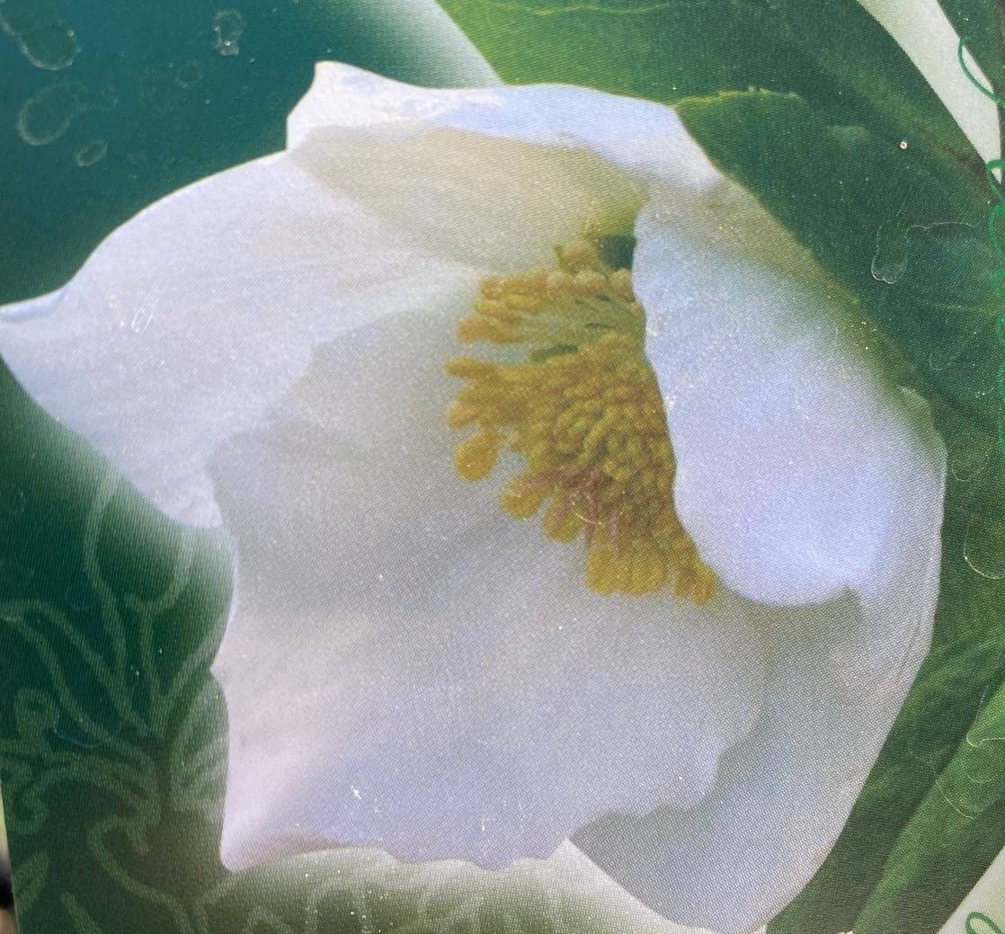 クリスマスローズ・ニゲル（ノイガー）早咲き品種