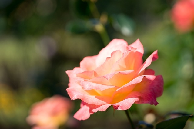 ピンクパンサー 大苗予約 7号鉢植え バラ苗 四季咲き大輪系 ハイブリッドティーローズ バラ苗 仏 メイアン社 Meilland バラとハーブの専門ショップ 大神 おおが ファーム