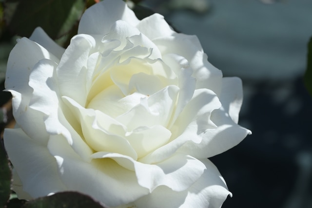 ホワイト・マスターピース（大苗予約）7号鉢植え バラ苗 四季咲き大輪