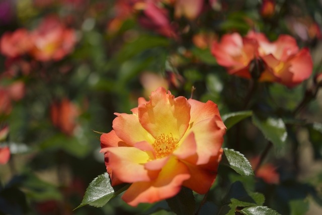 プレイボーイ 大苗予約 7号鉢植え バラ苗 四季咲き中輪房咲き系 フロリバンダローズ バラ苗 木立性 ブッシュ樹形 オレンジ系 バラとハーブの専門ショップ 大神 おおが ファーム