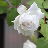アリアドネ 大苗 7号鉢植え バラ苗 農林水産省 登録品種 ロサ オリエンティス Rosa Orientis 四季咲き中輪房咲き系 フロリバンダローズ スプレー咲き バラ苗 日 ロサ オリエンティス Rosa Orientis バラとハーブの専門ショップ 大神 おおが ファーム