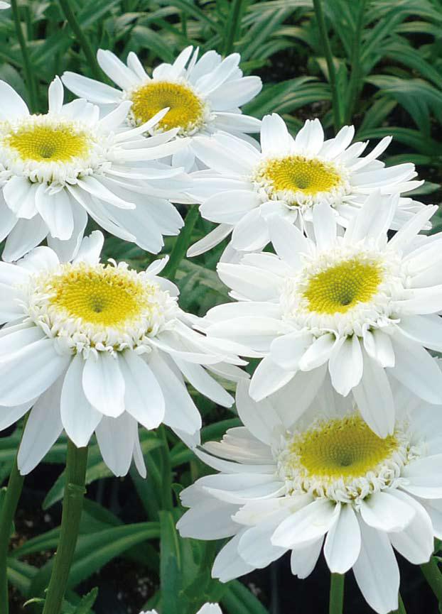 デージー サニーサイドアップ 別名 シャスターデージー 宿根草 10 5cmポット 宿根草 バラとハーブの専門ショップ 大神 おおが ファーム