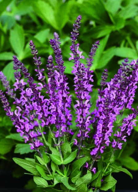 サルビア ピンクフィールド 宿根草 10 5cmポット 宿根草 バラとハーブの専門ショップ 大神 おおが ファーム