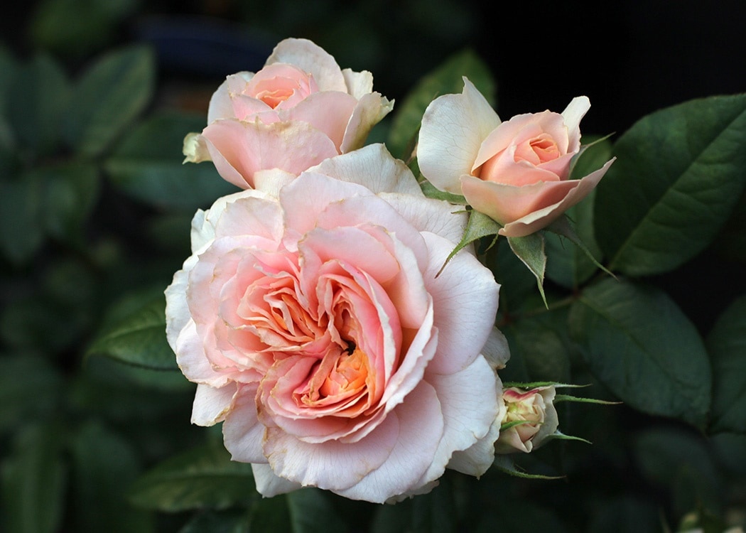 ザ・ラーク・アセンディング（Ausursula）（大苗）7号鉢植え