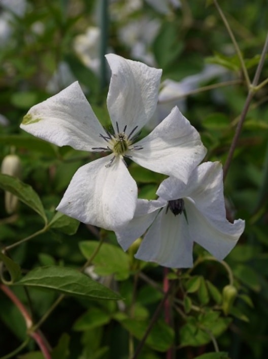 クレマチス 'アルバ・ルグジュリアンス（アルバ・ラグジュリアンス）'　宿根草　系統：ヴィチセラ系