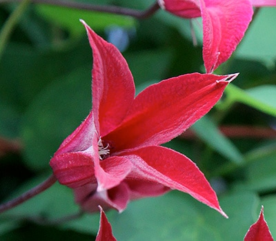 クレマチス：グレイブタイ・ビューティ（グラベティ・ビューティ