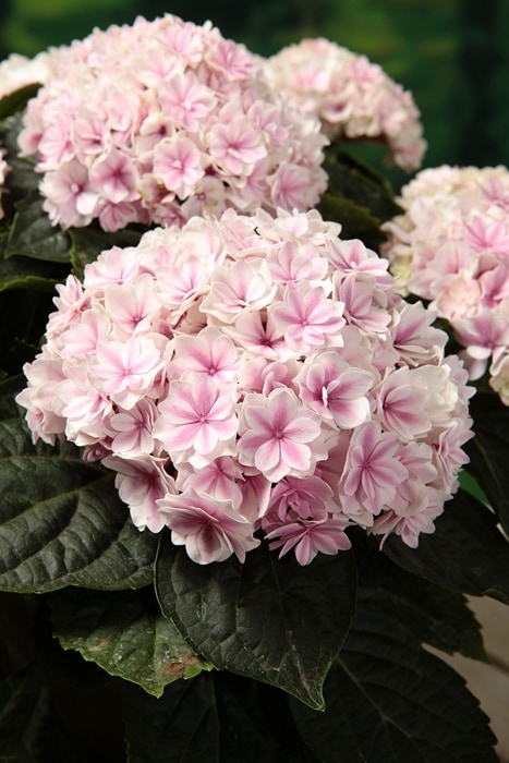 アジサイ アジサイ：アフターミッドナイト7号鉢植え の通販 | 園芸ネット