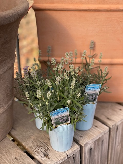 ラベンダー・カノンスター（イングリッシュラベンダー）　ハーブ苗