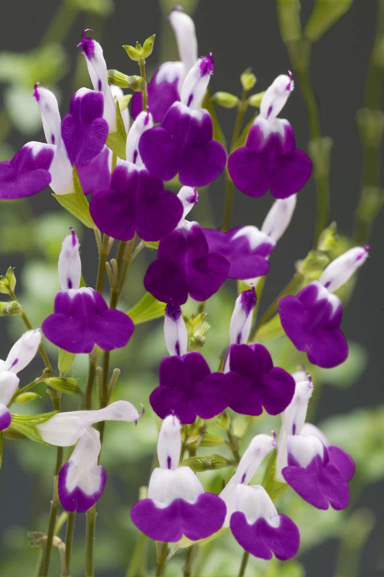 サルビア・アメジストリップス 宿根草 9cmポット | 宿根草 | | バラと