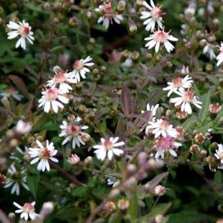 アスター・レディーインブラック 宿根草 10.5cmポット | 宿根草