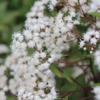 ユーパトリウム・チョコレート 宿根草 10.5cmポット | 宿根草 | | バラ