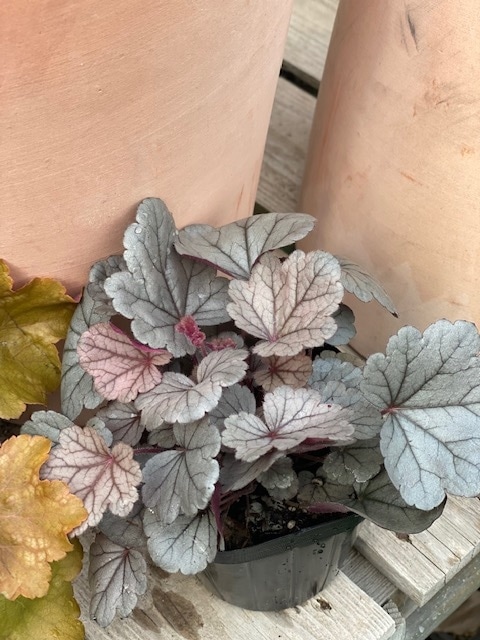 ヒューケラ・ドルチェ  シルバーガムドロップ　宿根草