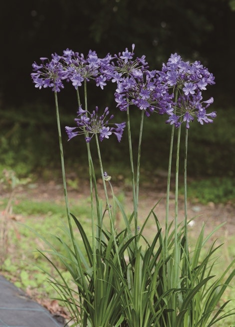 アガパンサス ブリッツプレステージ ダブルダイヤモンド ブルーサンダーset苗Ｄ アガパンサス ブリッツプレステージ ダブルダイヤモンド ブルー