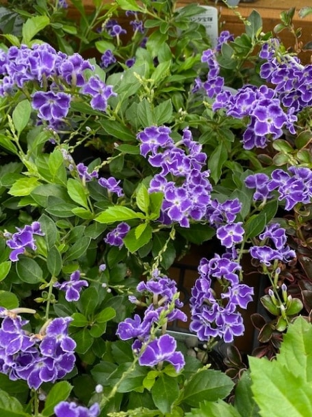 デュランタ・宝塚 宿根草 | 宿根草 | | バラとハーブの専門ショップ