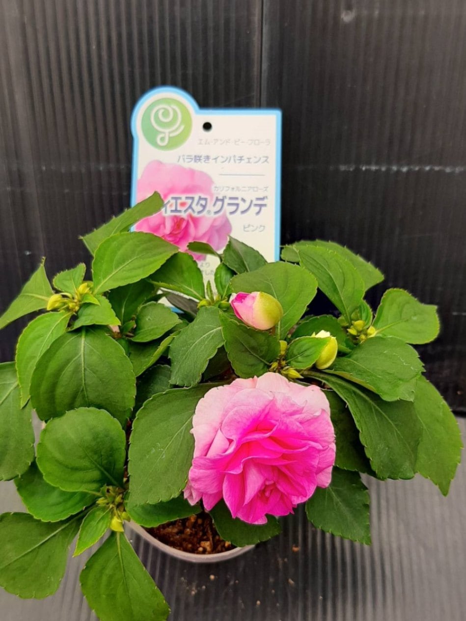 カリフォルニアローズ・フィエスタグランデ　ピンク　6号ローズポット
