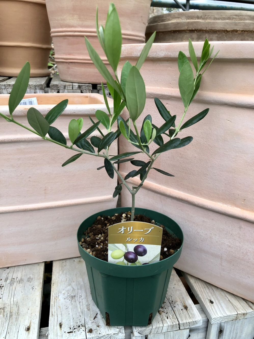 Olive オリーブの木 ルッカ Lucca 5号鉢 オリーブ 果樹 庭木