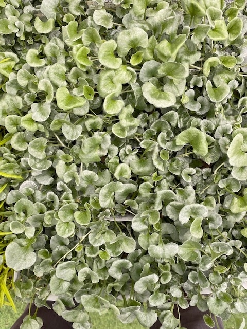 ダイコンドラ・シルバーフォール 宿根草 | 宿根草 | | バラとハーブの