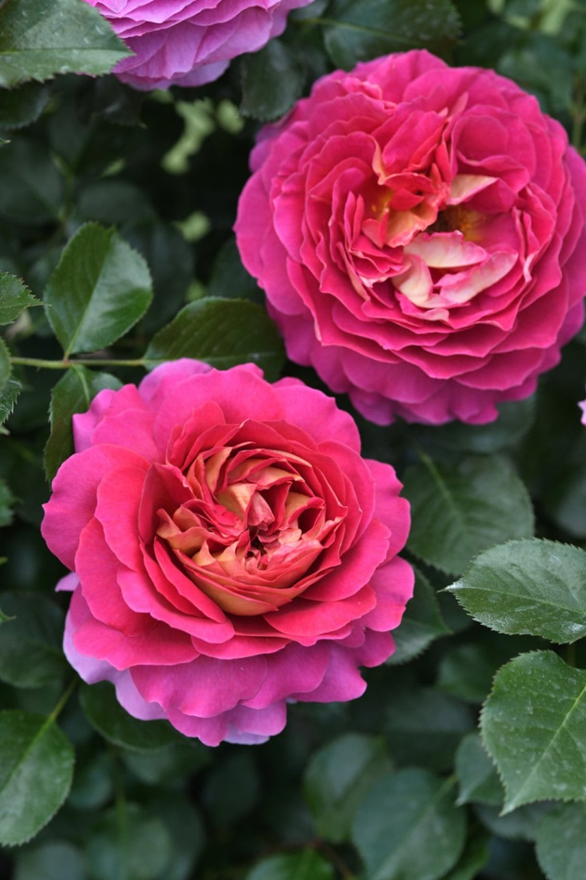 エスプリ・ドゥ・パリ（大苗）7号鉢植え デルバール（Delbard